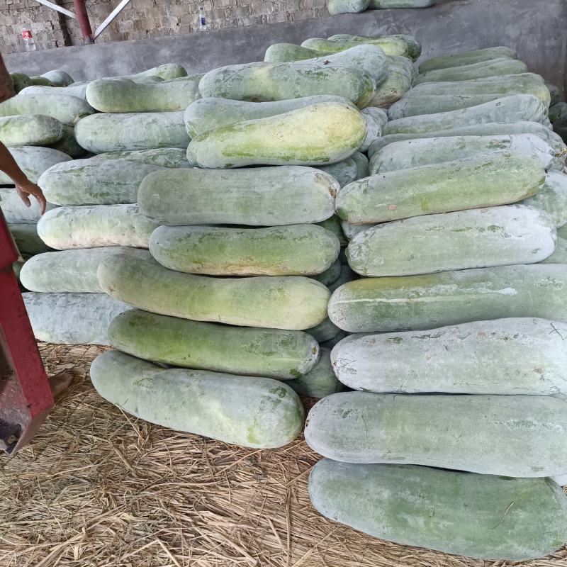 白皮冬瓜，万亩蔬菜批发，麦茬地，底板光滑，条形好，霜也