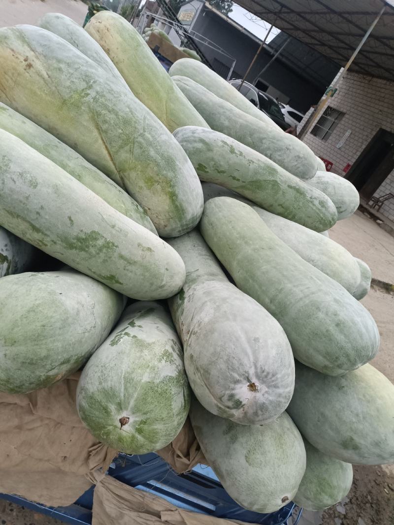 白皮冬瓜，万亩蔬菜批发，麦茬地，底板光滑，条形好，霜也