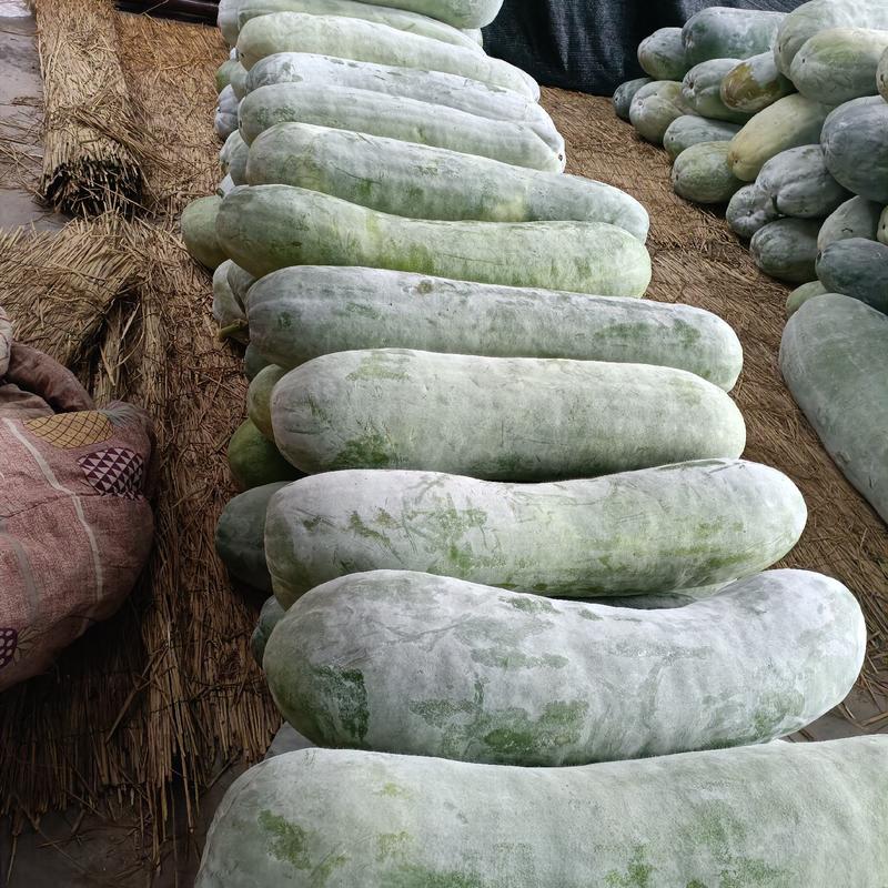 白皮冬瓜，万亩蔬菜批发，麦茬地，底板光滑，条形好，霜也