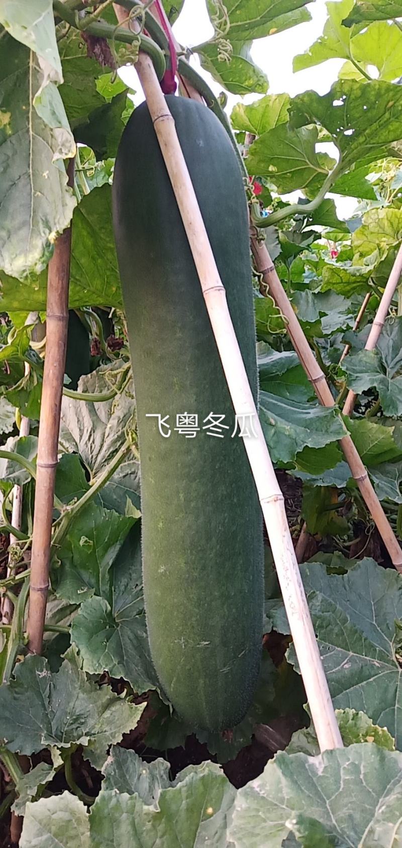 河北唐山吊冬瓜大量供应量大从优欢迎各地采购商联系