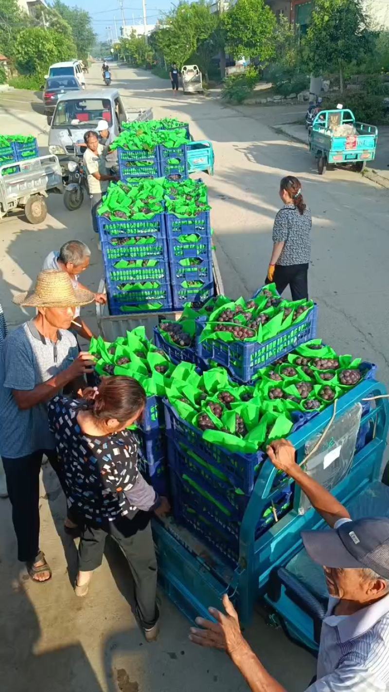 巨峰葡萄〔抢购中〕临沂葡萄大量上市，基地直供，一斤起步