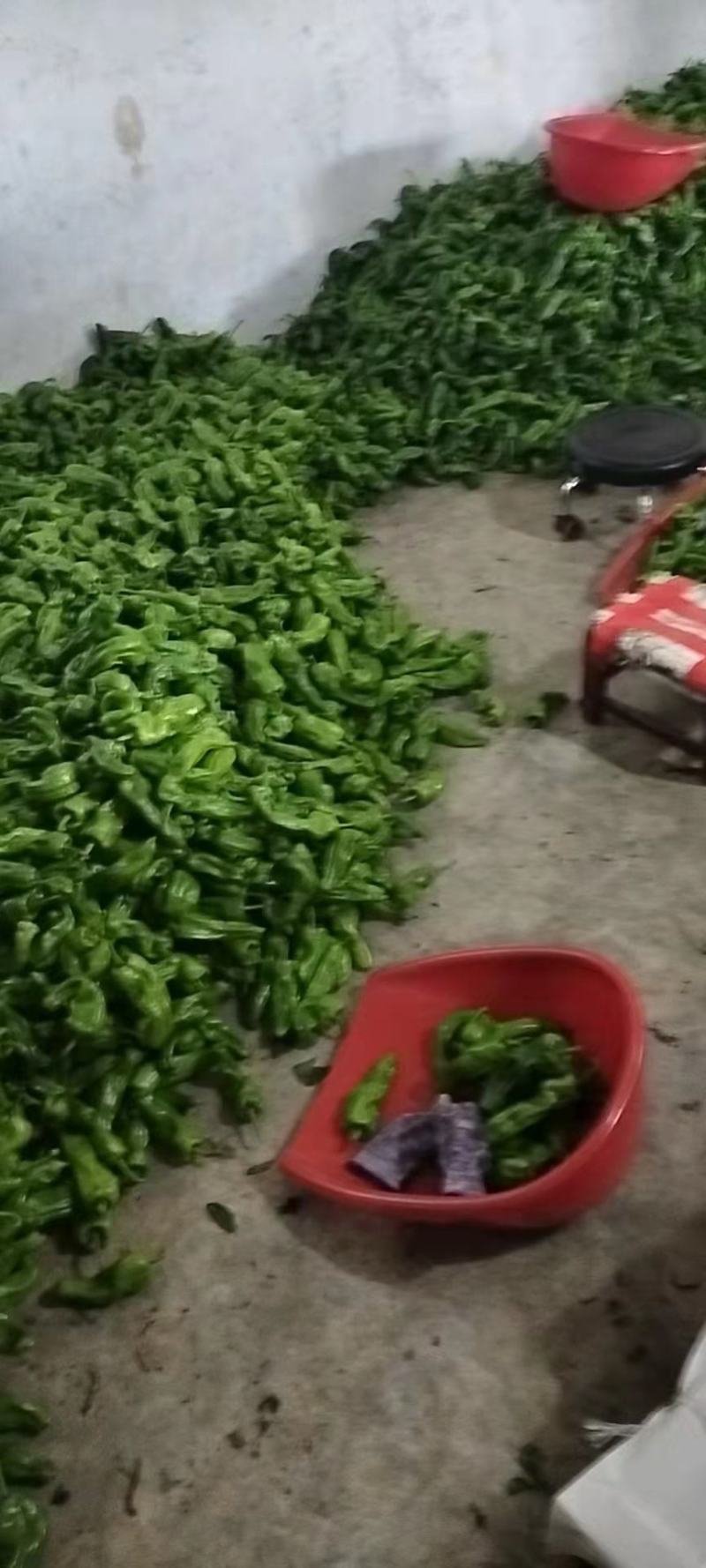 湖北大量供应芜湖椒产地直供一手货源批发量大价格便宜！