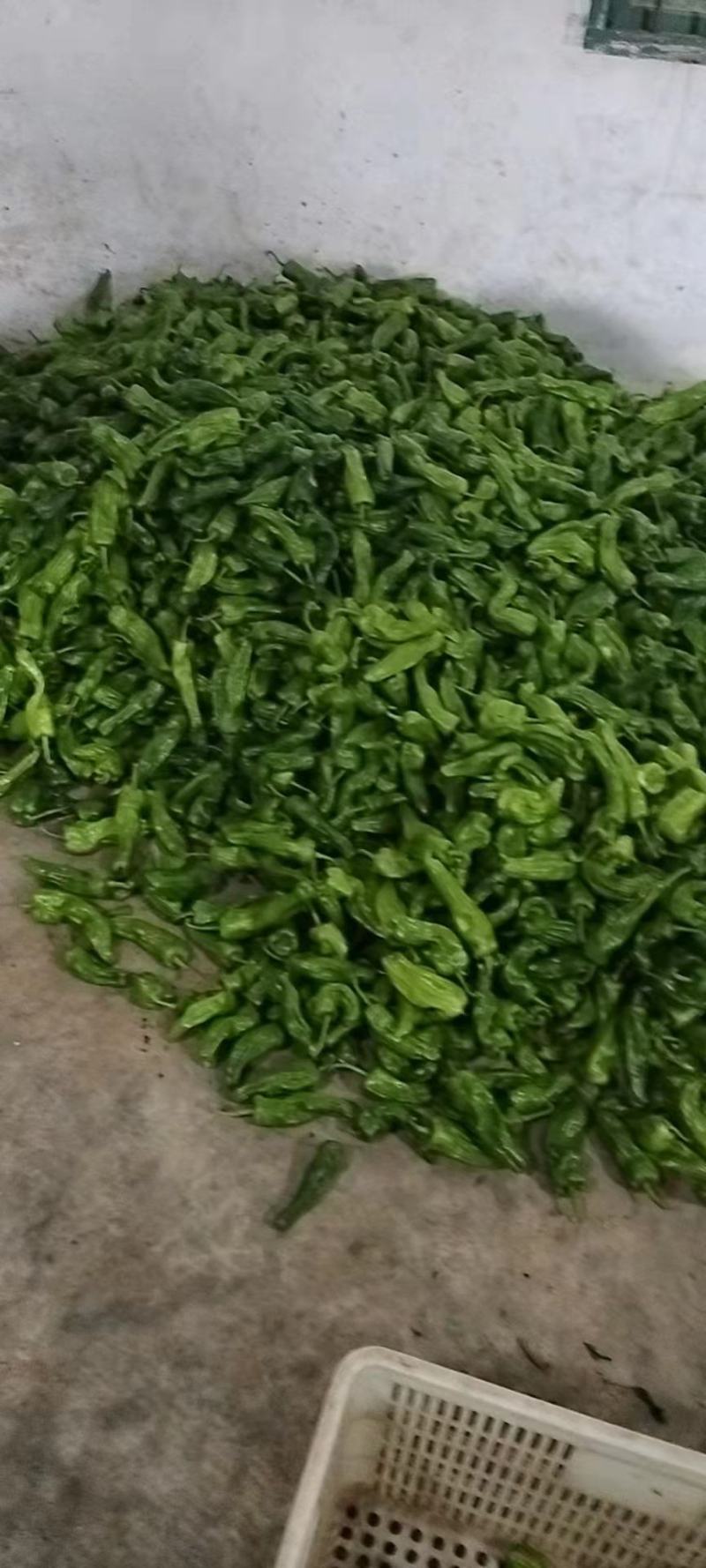 湖北大量供应芜湖椒产地直供一手货源批发量大价格便宜！
