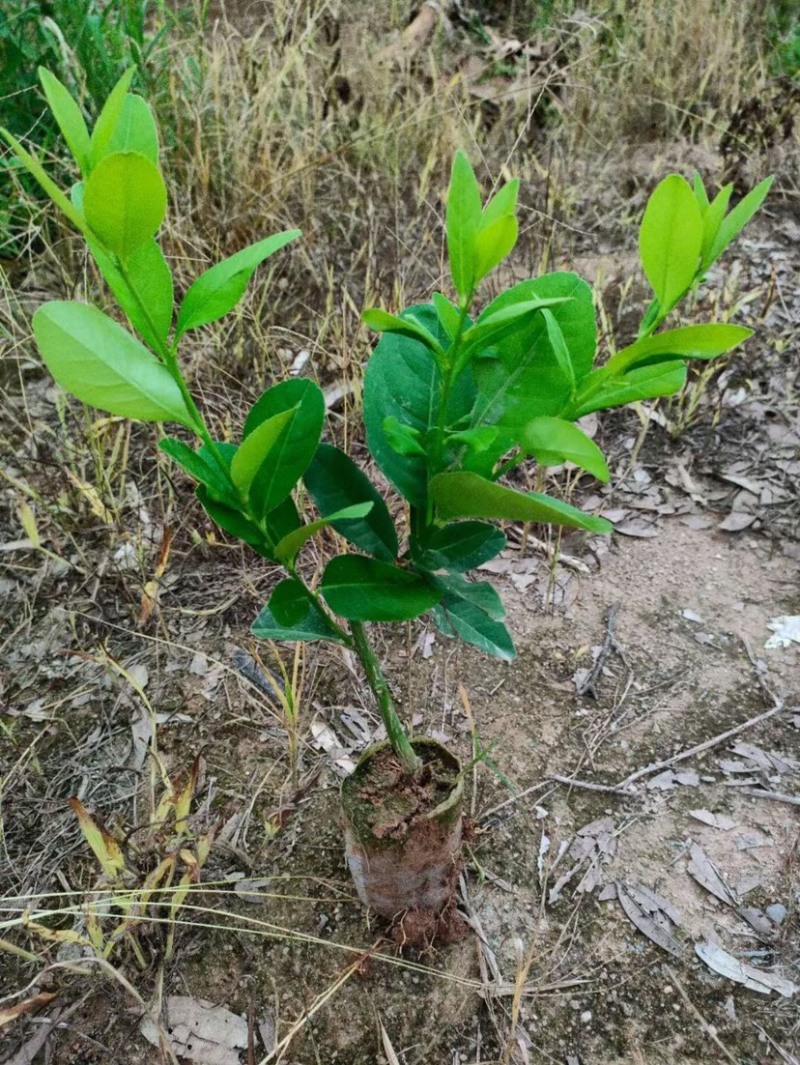 广东香水柠檬苗四季香水柠檬迁插苗嫁接果树苗无籽柠檬苗带叶