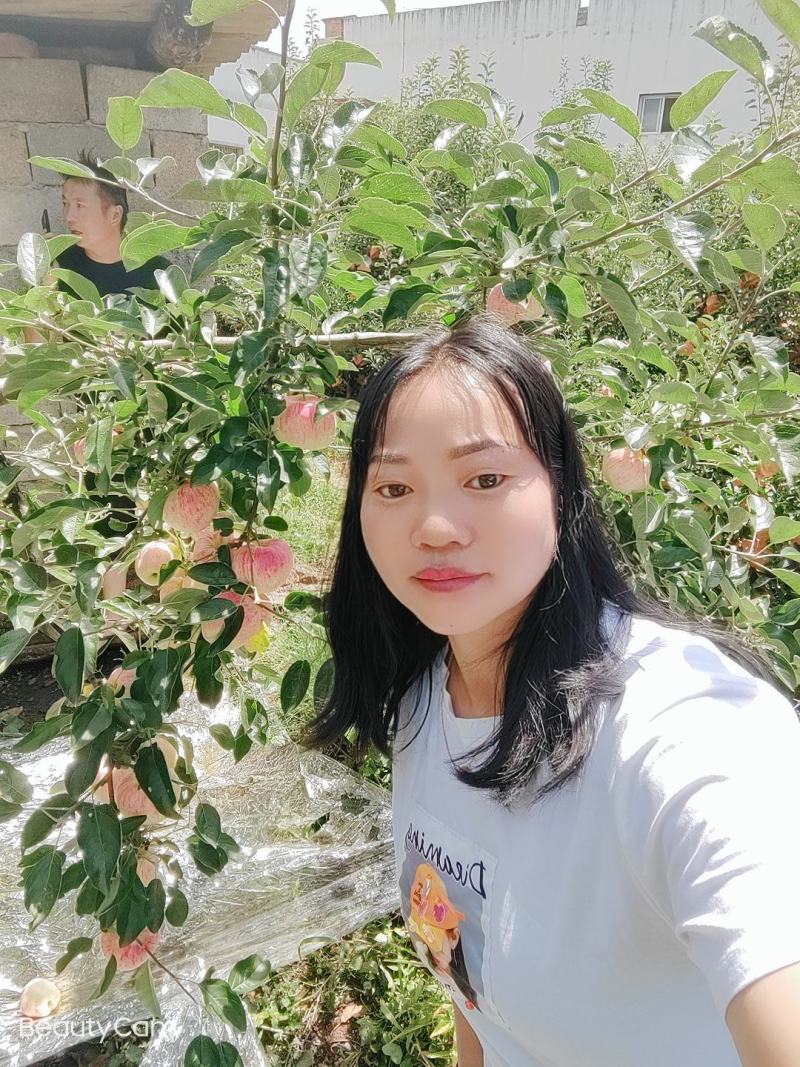 欢迎各位老板的光临昭阳区洒一镇早熟苹果，德国红心已上市。