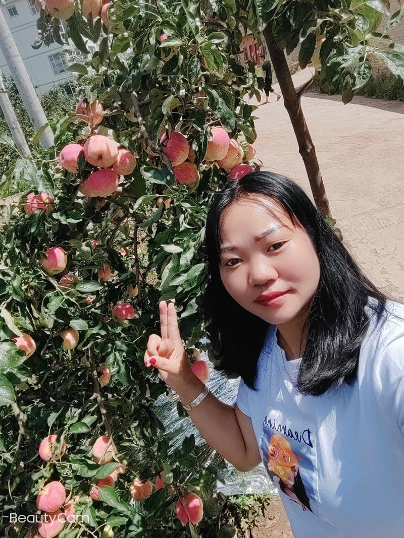 欢迎各位老板的光临昭阳区洒一镇早熟苹果，德国红心已上市。