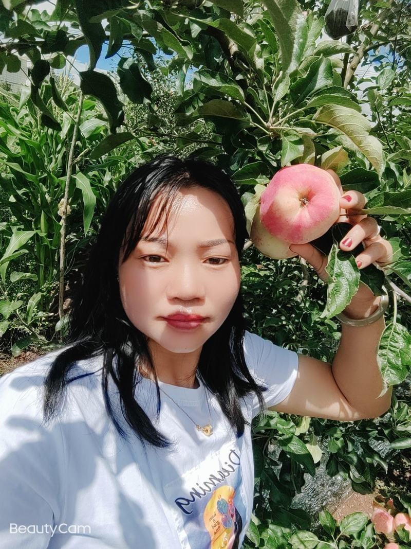 欢迎各位老板的光临昭阳区洒一镇早熟苹果，德国红心已上市。