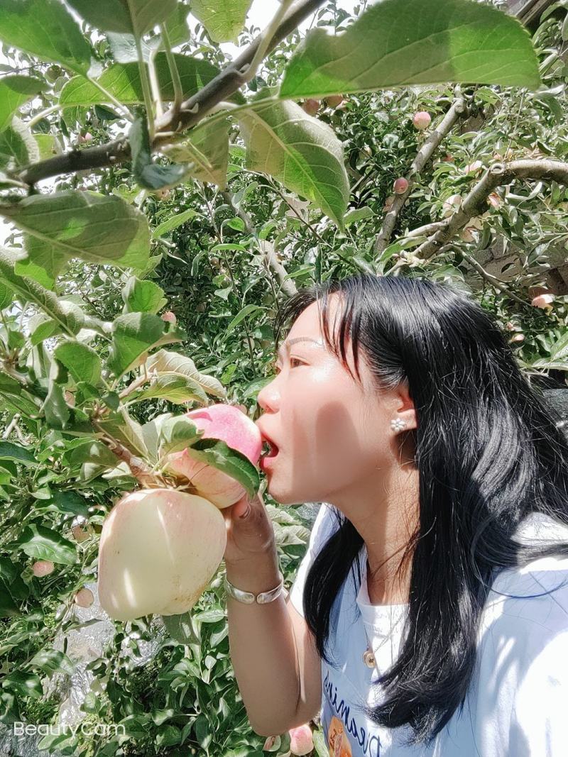 欢迎各位老板的光临昭阳区洒一镇早熟苹果，德国红心已上市。