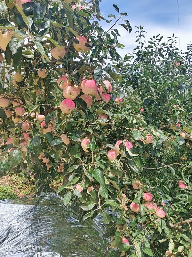 欢迎各位老板的光临昭阳区洒一镇早熟苹果，德国红心已上市。