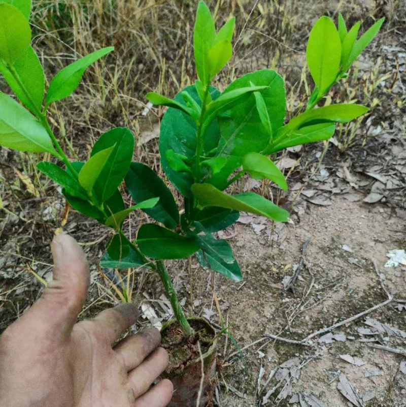 广东香水柠檬苗四季香水柠檬迁插苗嫁接果树苗无籽柠檬苗带叶