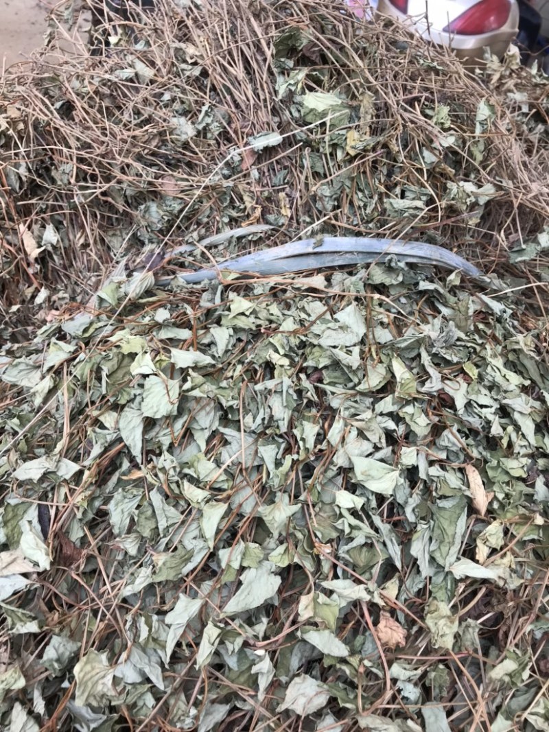 粤北本地野生鱼腥草折耳根干货新货