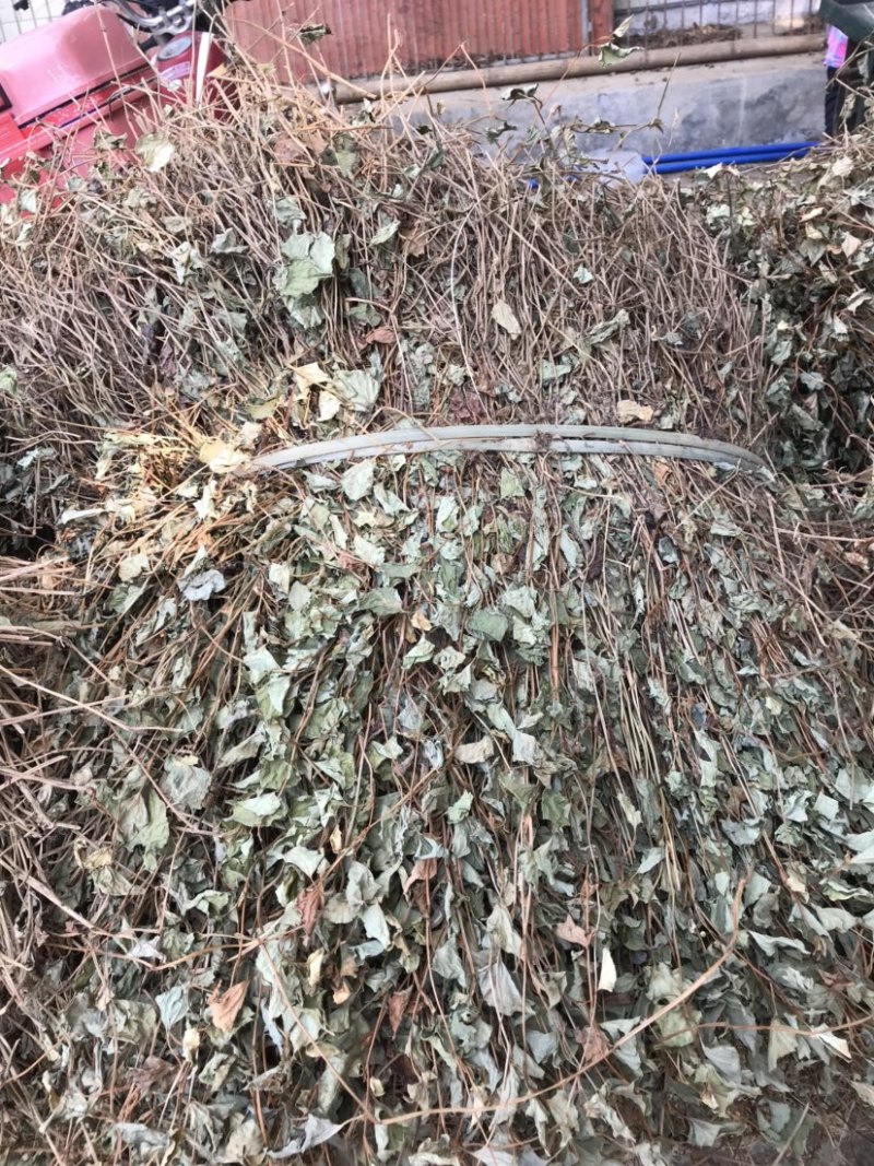 粤北本地野生鱼腥草折耳根干货新货