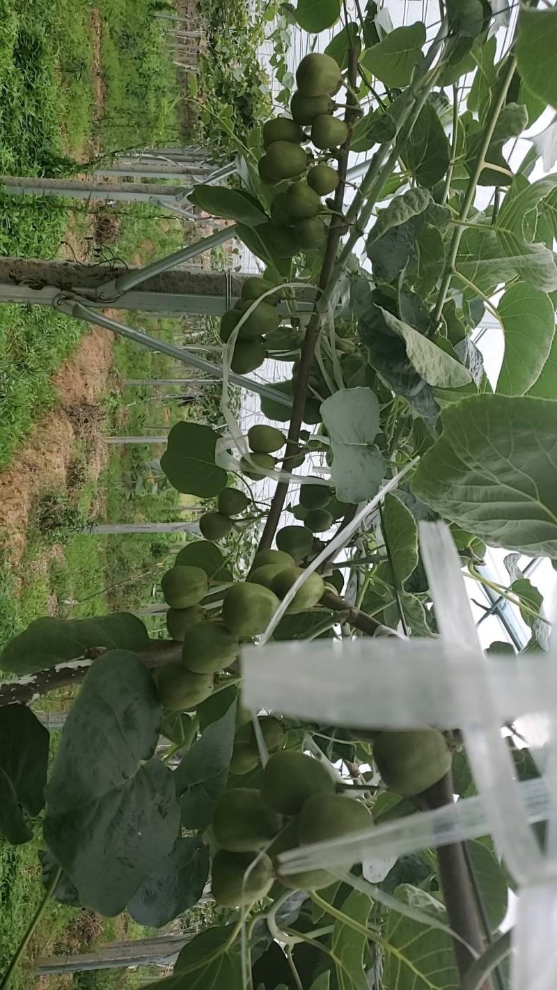 红心猕猴桃