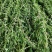 益母草坤草新货大量上市产地代收代发大量有货