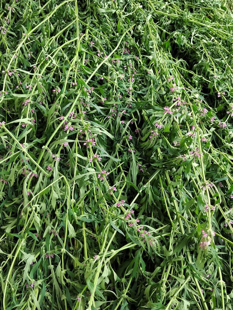益母草坤草新货大量上市产地代收代发大量有货