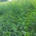 益母草坤草新货大量上市产地代收代发大量有货