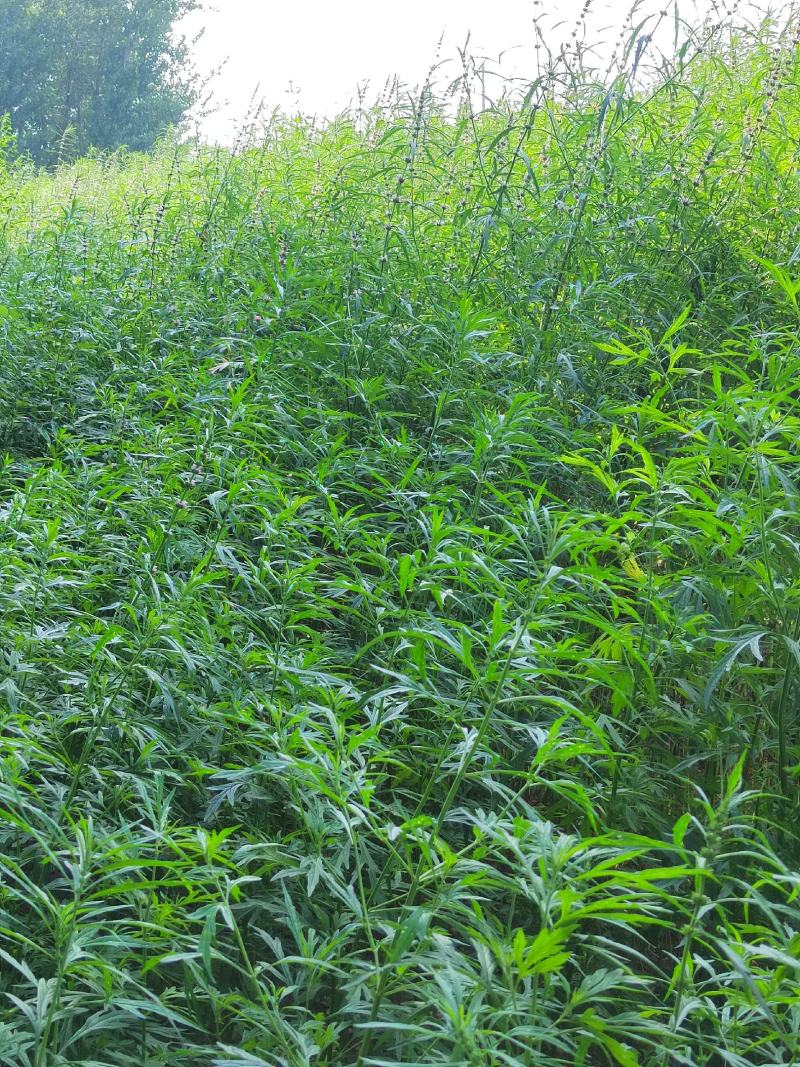 益母草坤草新货大量上市产地代收代发大量有货