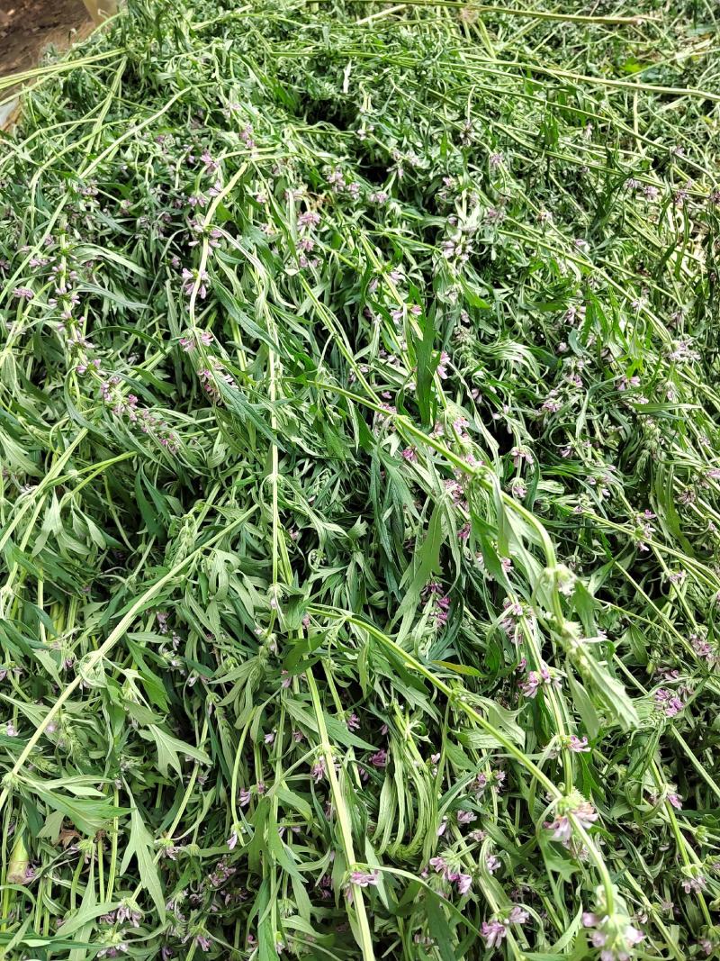 益母草坤草新货大量上市产地代收代发大量有货