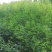 益母草坤草新货大量上市产地代收代发大量有货