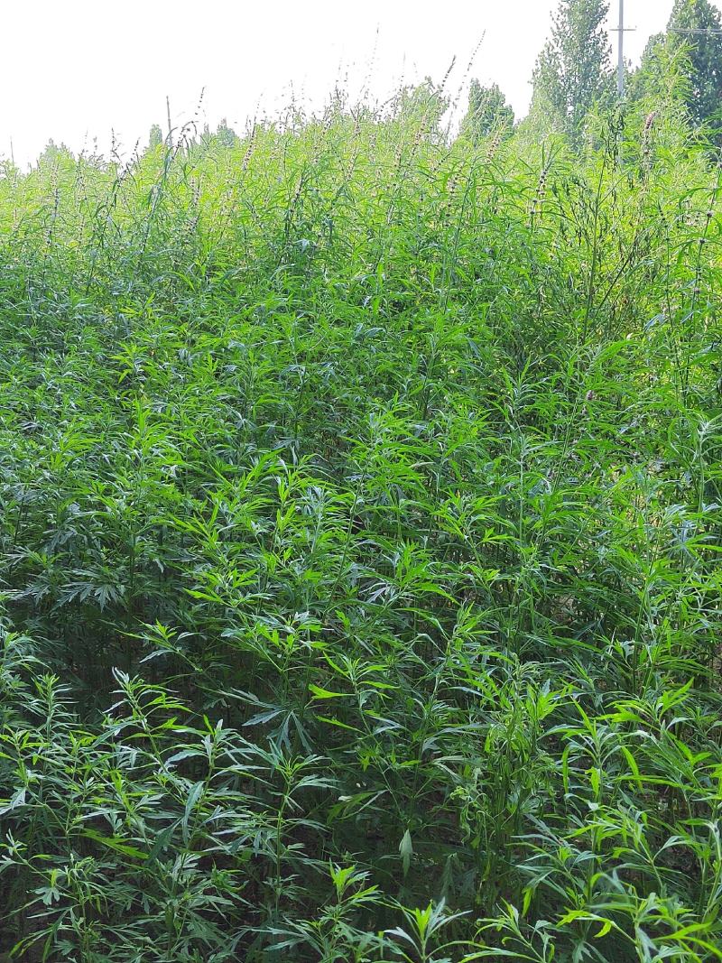益母草坤草新货大量上市产地代收代发大量有货