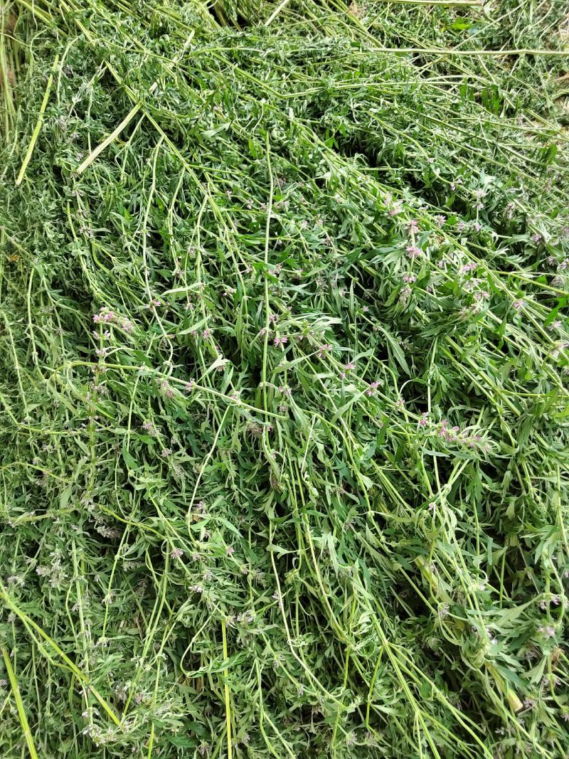 益母草坤草新货大量上市产地代收代发大量有货