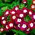细叶美女樱种子五色梅室内阳台盆栽秋季播种观赏花卉耐寒宿根