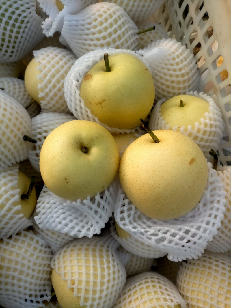 皇冠梨