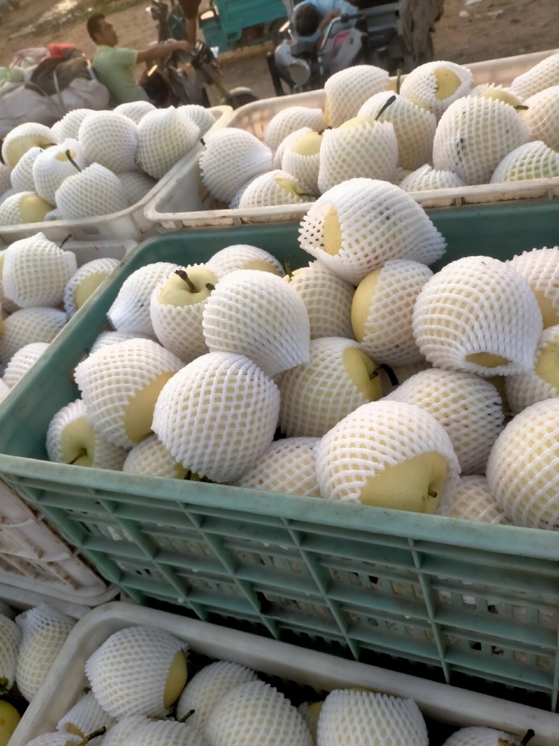 皇冠梨