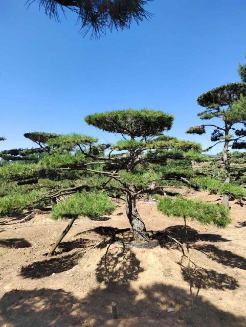 造型松，造型油松基地直供荣起苗，成活率高，量大更优