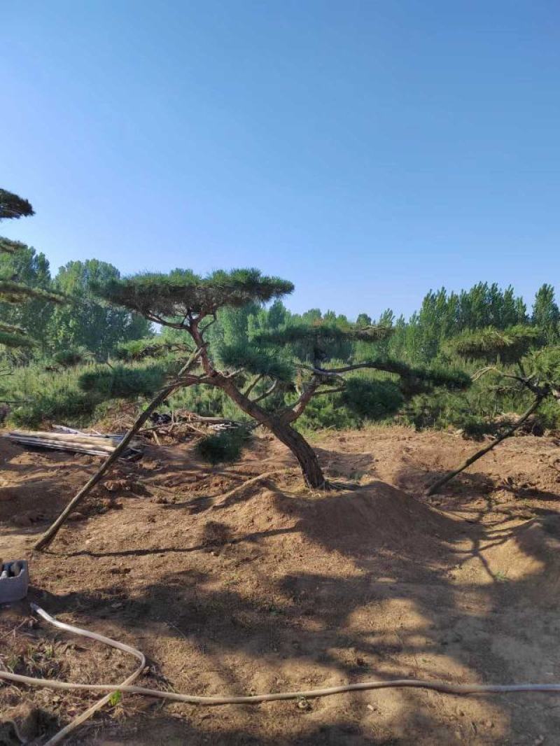 造型松，造型油松基地直供荣起苗，成活率高，量大更优