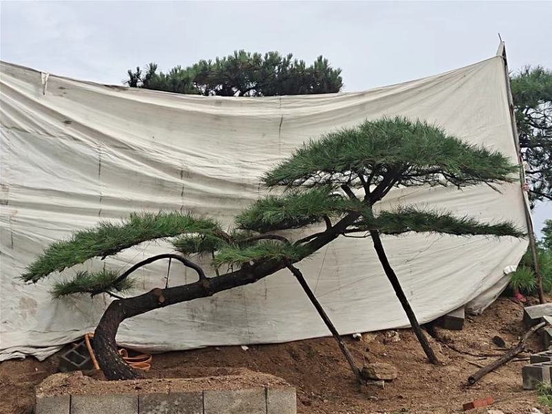 造型松，造型油松基地直供荣起苗，成活率高，量大更优
