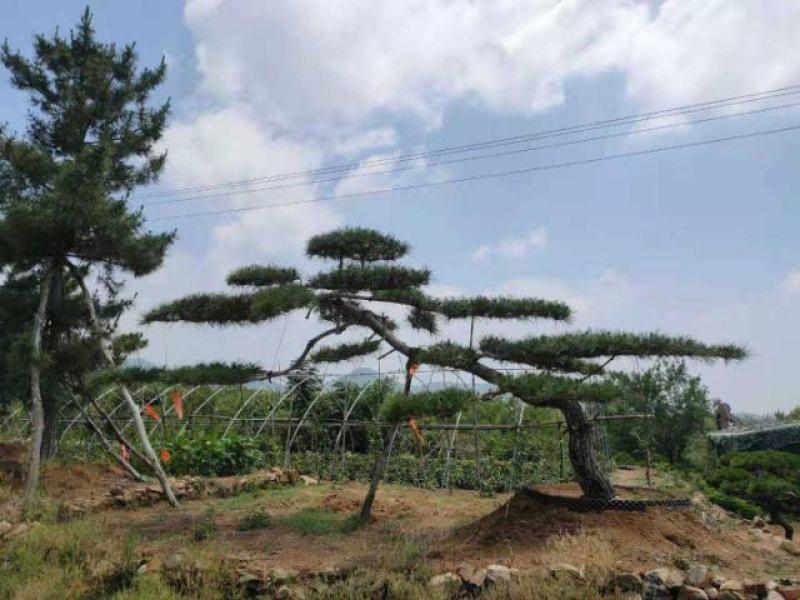 造型松，造型油松基地直供荣起苗，成活率高，量大更优