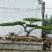 造型松，造型油松基地直供荣起苗，成活率高，量大更优