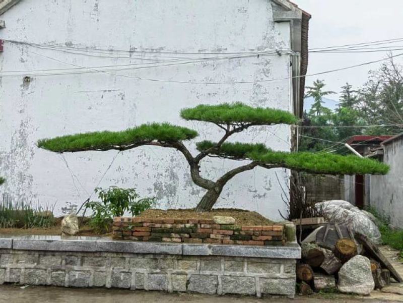 造型松，造型油松基地直供荣起苗，成活率高，量大更优