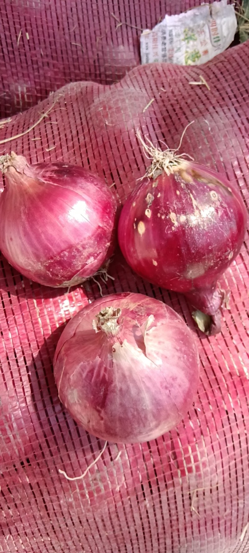 二红小葱