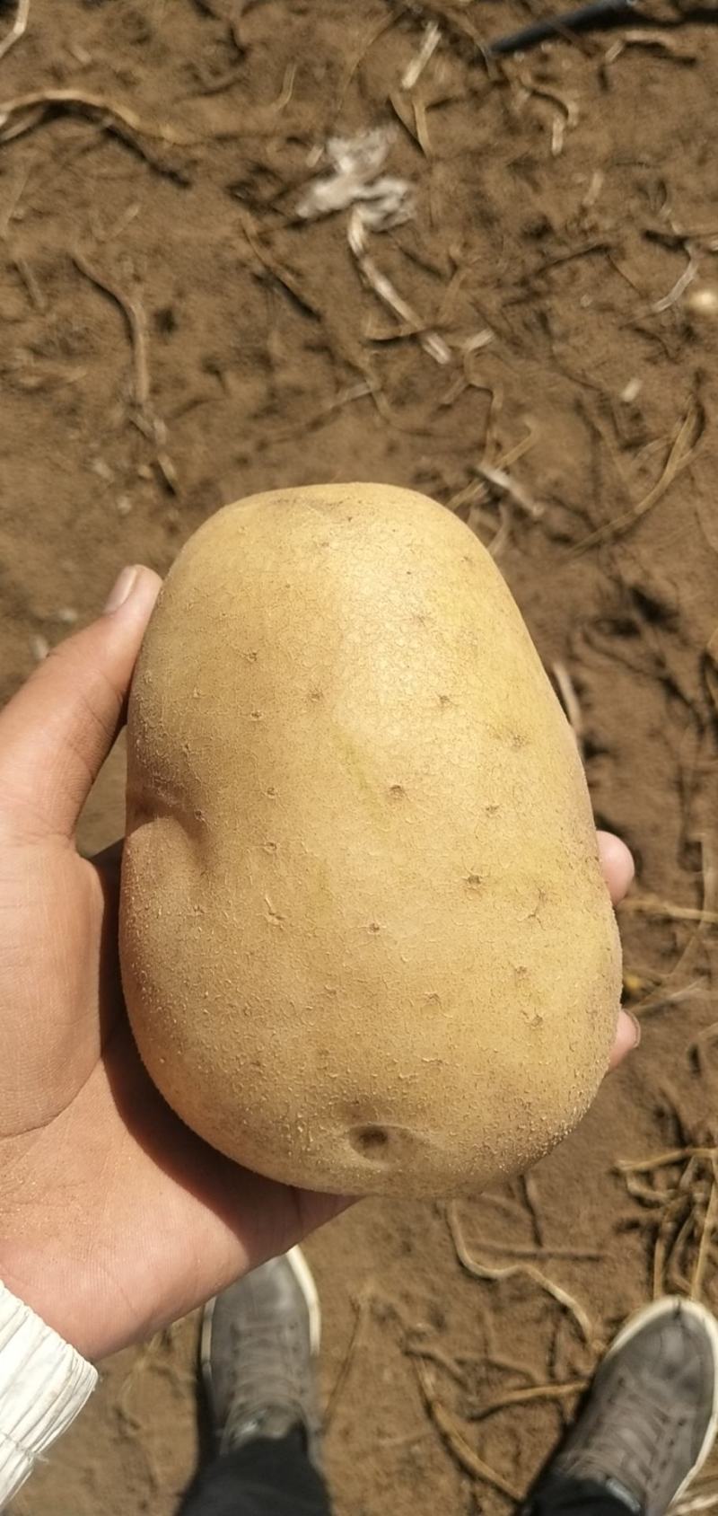 【沃土5号】陕北榆林土豆希森土豆产地一手货源欢迎咨询看货