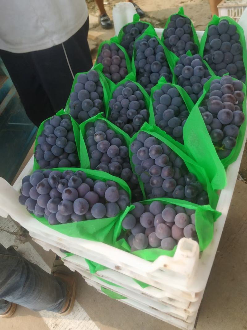 农户自产自销自然长成鲜果，精品夏黑，巨峰，阳光玫瑰