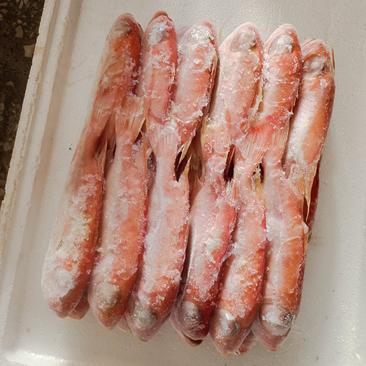 广西北海红石斑大眼鱼，鲜，嫩，脆滑，欢迎选购！
