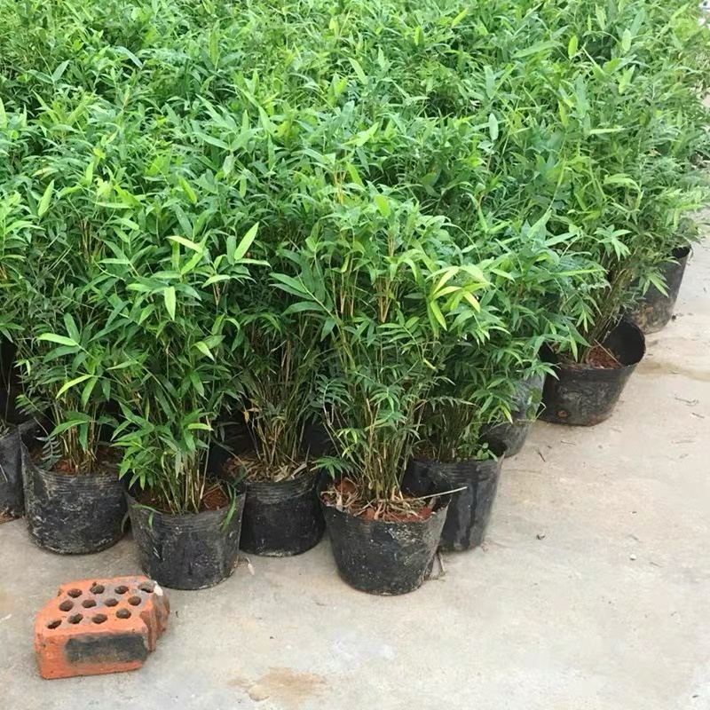 米竹盆景植物四季常绿驱蚊竹造景竹微景观盆景竹小叶米竹盆栽