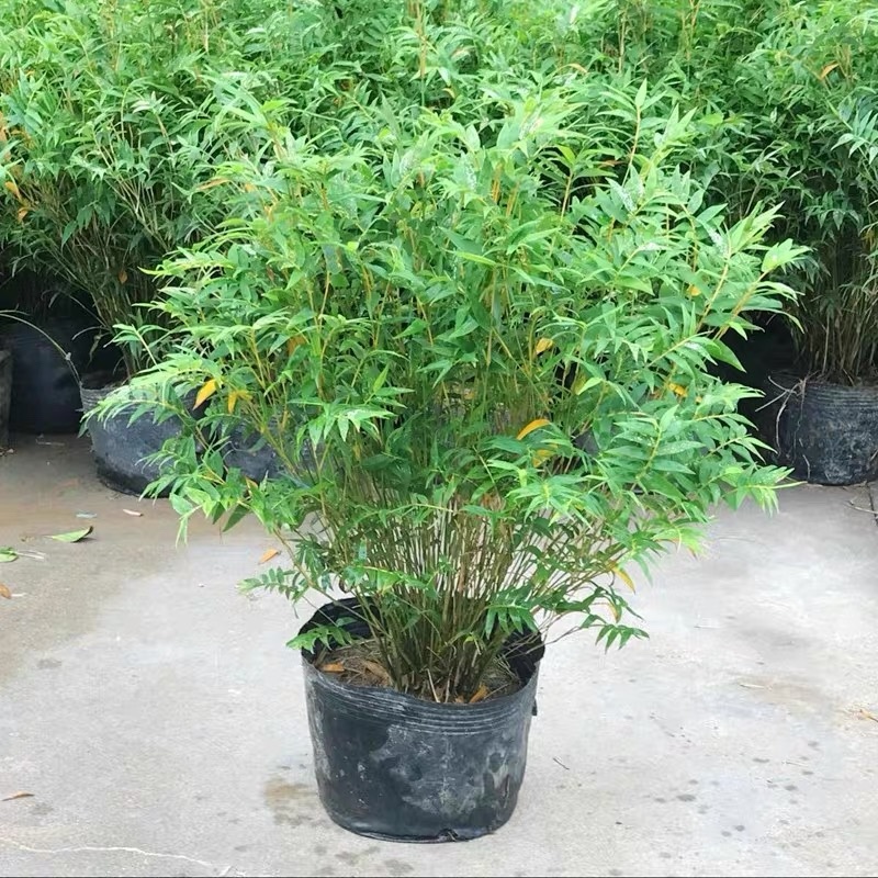 米竹盆景植物四季常绿驱蚊竹造景竹微景观盆景竹小叶米竹盆栽