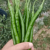 高原精品线椒，上市一天，量也大，有适合巿场联系