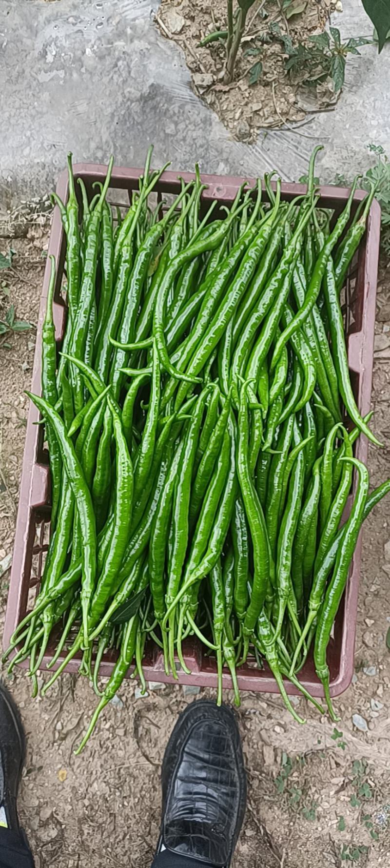 高原精品线椒，上市一天，量也大，有适合巿场联系
