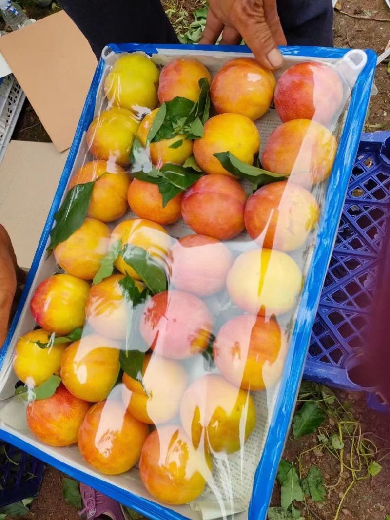 绥中大红袍李子，口味香甜可口