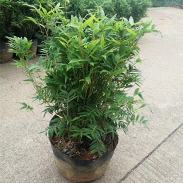 米竹盆景植物四季常绿驱蚊竹造景竹微景观盆景竹小叶米竹盆栽