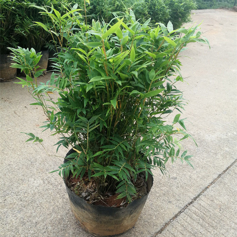 米竹盆景植物四季常绿驱蚊竹造景竹微景观盆景竹小叶米竹盆栽