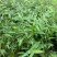 米竹盆景植物四季常绿驱蚊竹造景竹微景观盆景竹小叶米竹盆栽