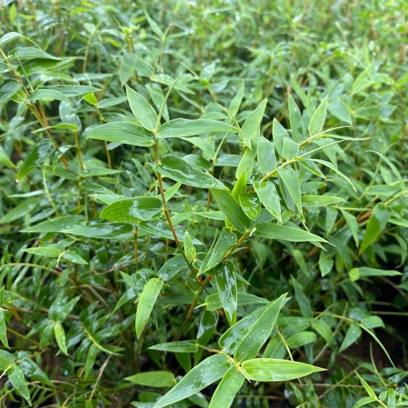 米竹盆景植物四季常绿驱蚊竹造景竹微景观盆景竹小叶米竹盆栽