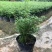 米竹盆景植物四季常绿驱蚊竹造景竹微景观盆景竹小叶米竹盆栽