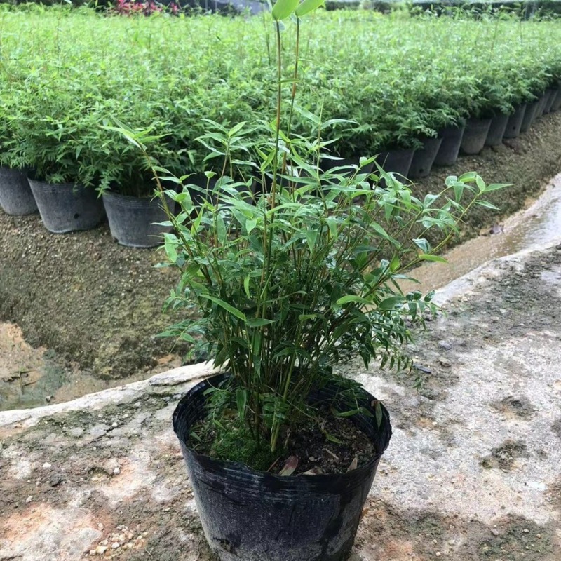 米竹盆景植物四季常绿驱蚊竹造景竹微景观盆景竹小叶米竹盆栽