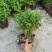 米竹盆景植物四季常绿驱蚊竹造景竹微景观盆景竹小叶米竹盆栽